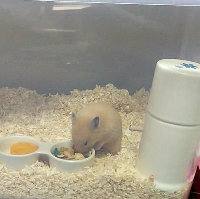 ふく(∀●)