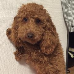 ぴよちゃま