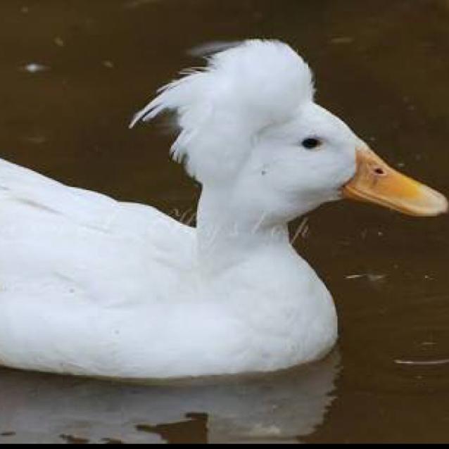 Ultra afroduck