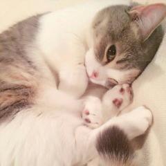 にゃーちゃん部屋