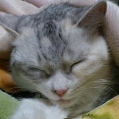 くろけんの小屋(素対応ですが😅)