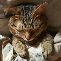 れーちゃんとトークルームだよ！