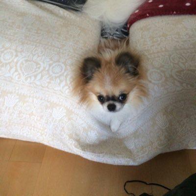 にゃんちゅう