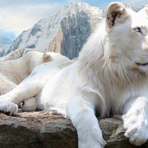 ちゃろす（W肉・）@さぶ垢