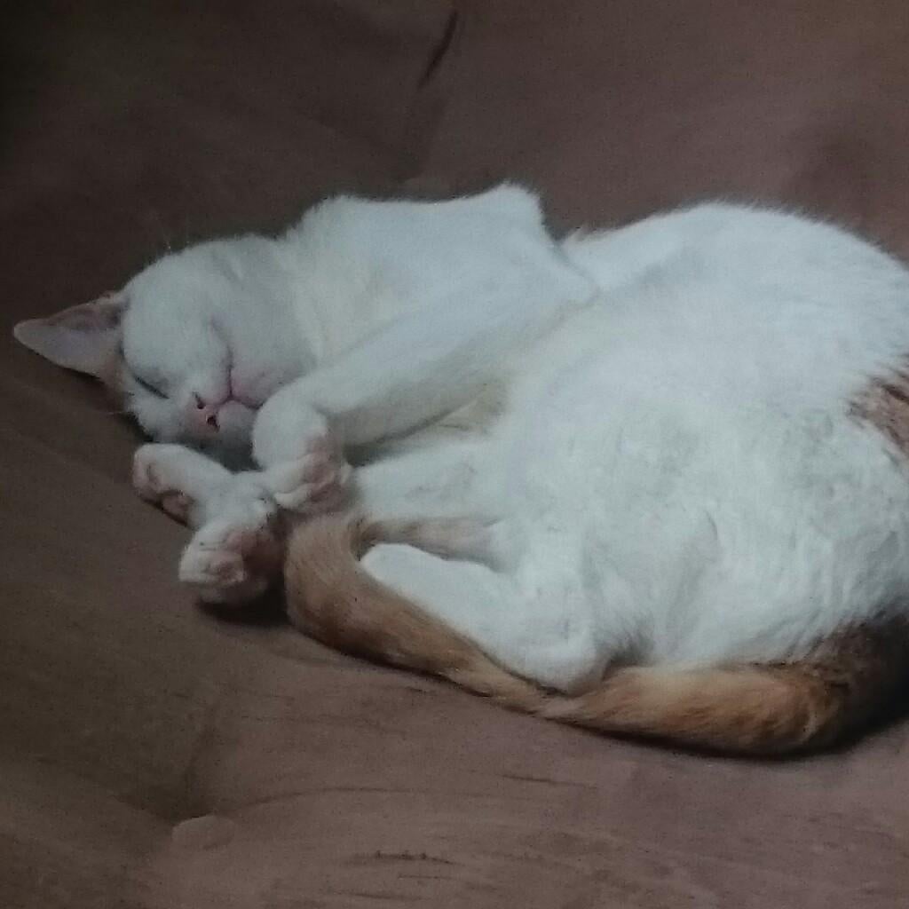 まきお