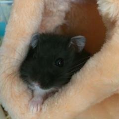 ほのかのトーク