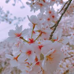 公認♥️東菜摘２号♥️ふゆみかん♥️