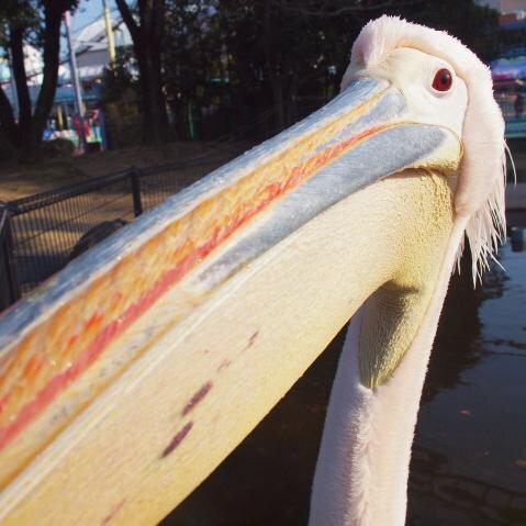モモイロペリカン