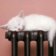 ねこちゃん