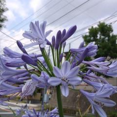 あつくんのつぶやき