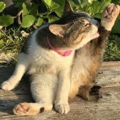 ぉさき