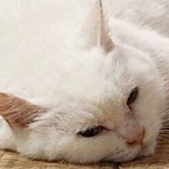 ヲタ故に