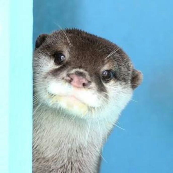 カワウソ