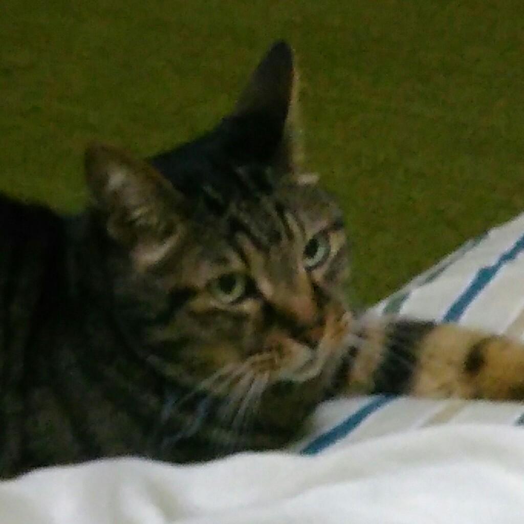にゃーたろう