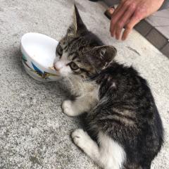 たくみ