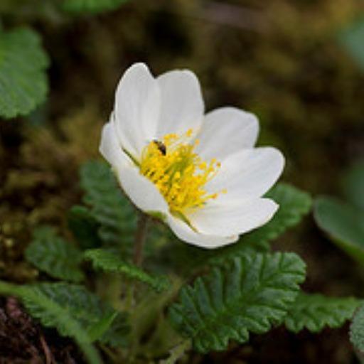 Dryas octopetala