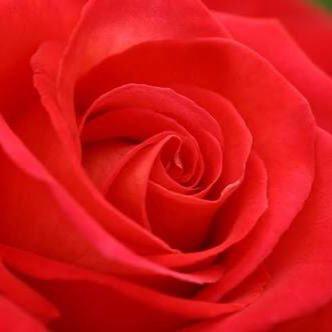 たえりんのトーク