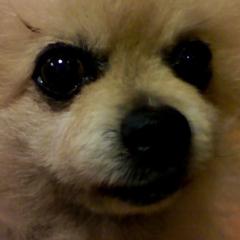 Buchi326