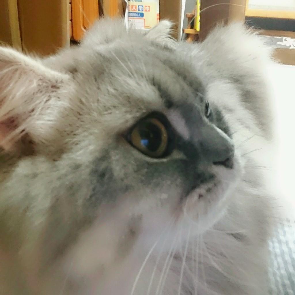 しほママ