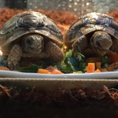 亀🐢の焦茶と茶白お部屋