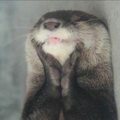ケイト