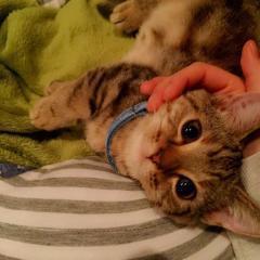 全アイドル引用〜