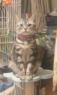 俺