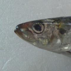 リトーク専用部屋