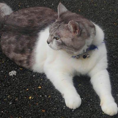 まねきねこのトーク