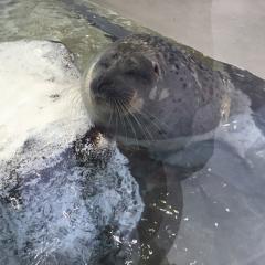 イソメロ