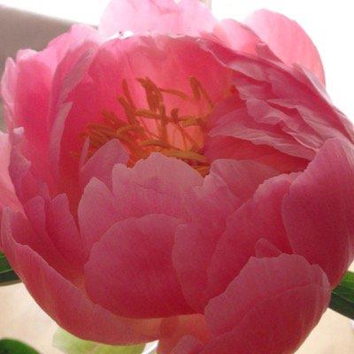 にじのひだまりのトーク