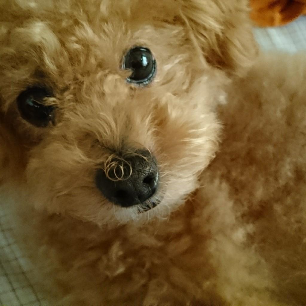 yutaka