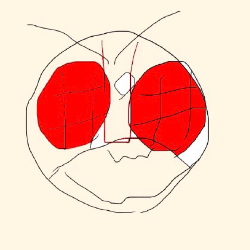 つきのしずく