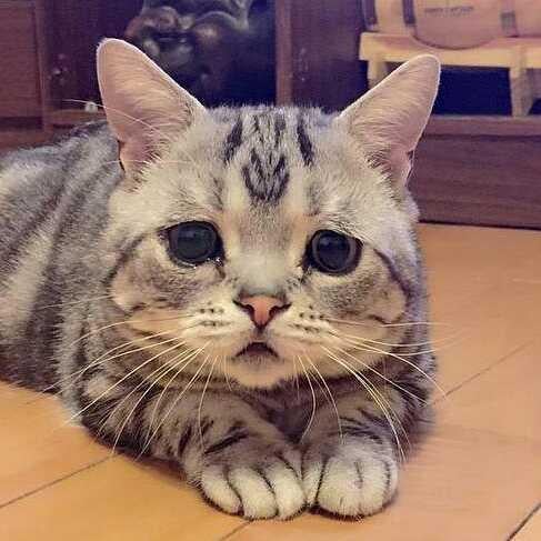 汐華ジョルノのトーク