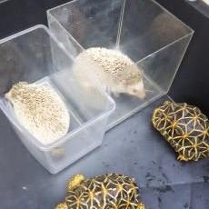 Shin Lv.29のトーク