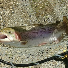 kouki 洋楽好きのトーク