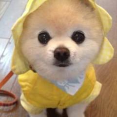 乃木坂大好き！！