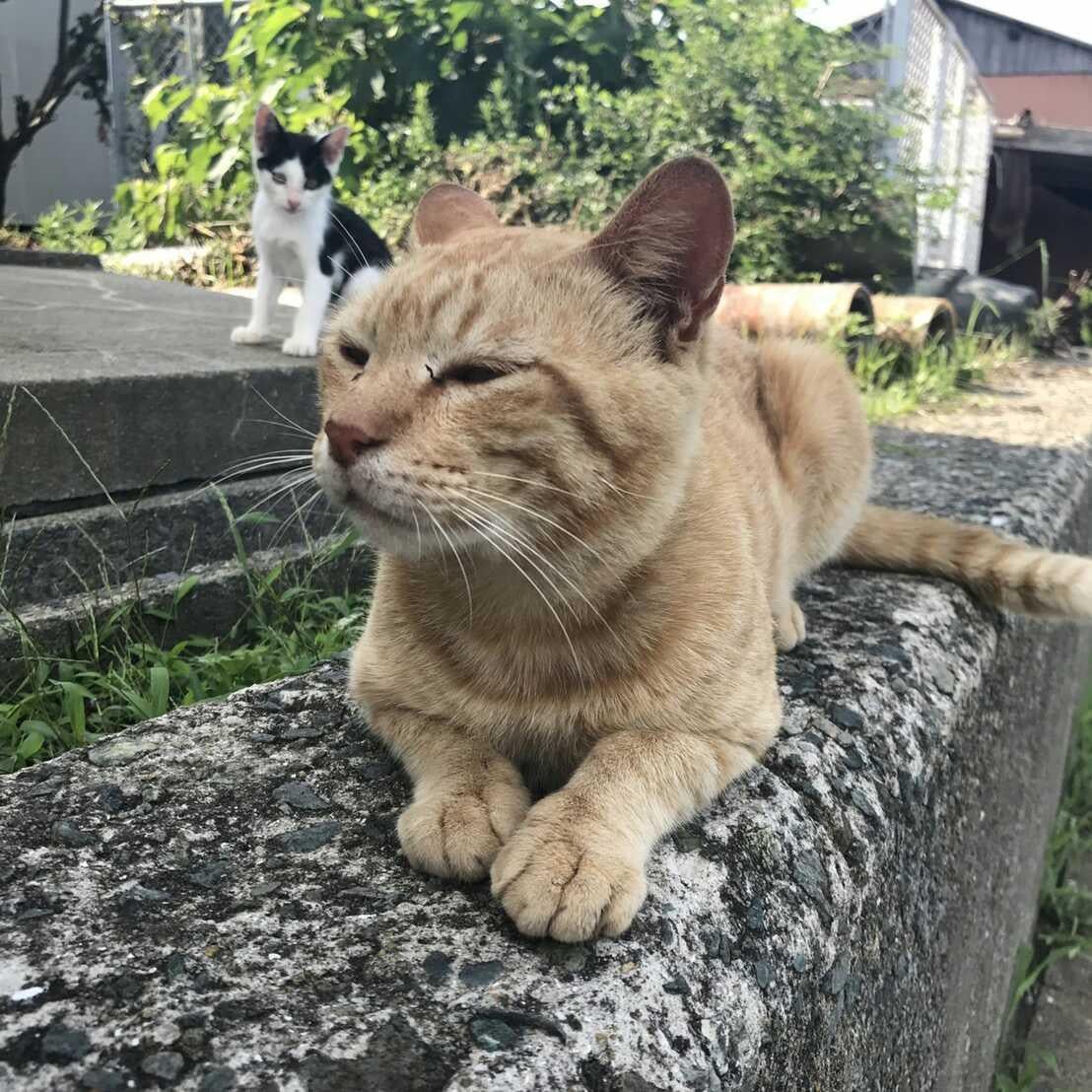 魁