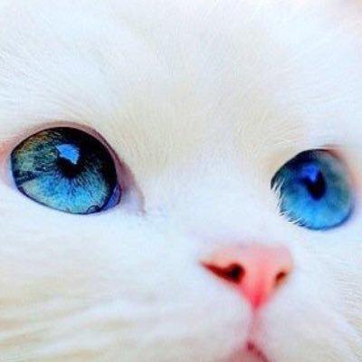 ちゃーぼーのトーク