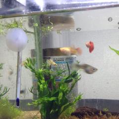 おめぐみのトーク