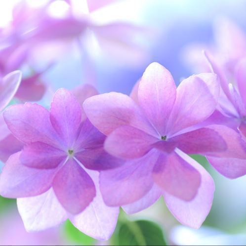 Argyranthemum frutescens