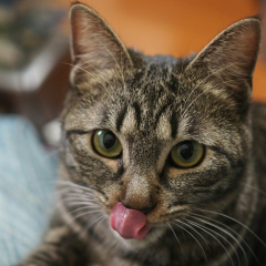 らむねが親方のトーク