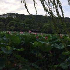 茶人Momのトーク
