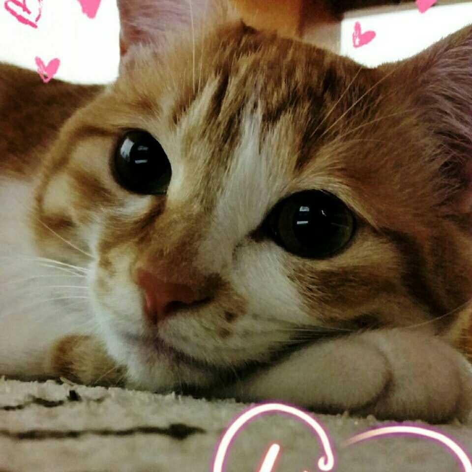 ξ*‘ ｰ‘)<にゃんにゃんฅ^•ω•^ฅﾆｬｰ