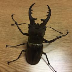 よしったか⊿