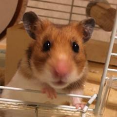 ハム太郎♀の部屋