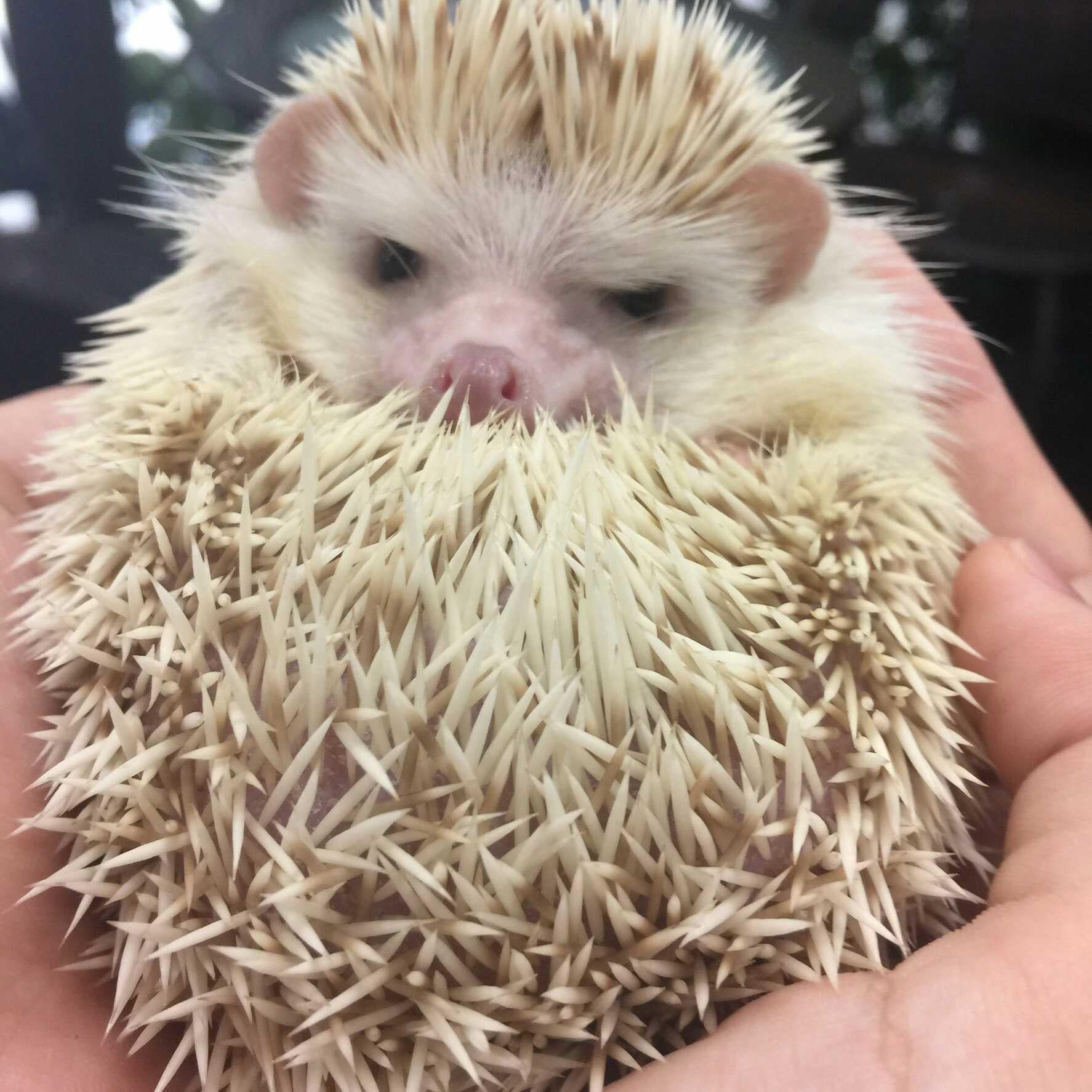 ふゅーのトーク