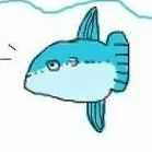 マンボウ