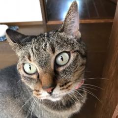 ねこまくらのトーク