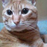 猫田虎之介😺OOORer